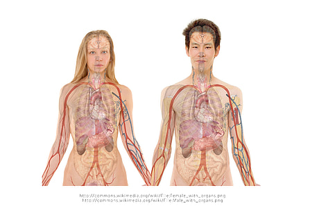 anatomy of man and woman with white background thumbnail