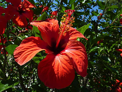 red hibiscus flower thumbnail