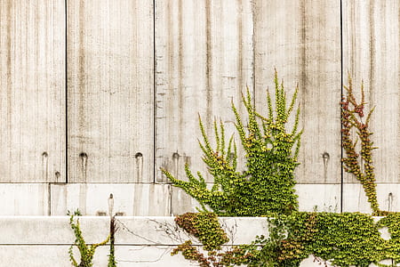 green leafed plants beside brown wall thumbnail