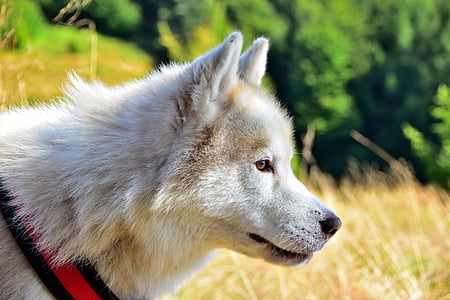 selective focus photography of white Siberian husky thumbnail