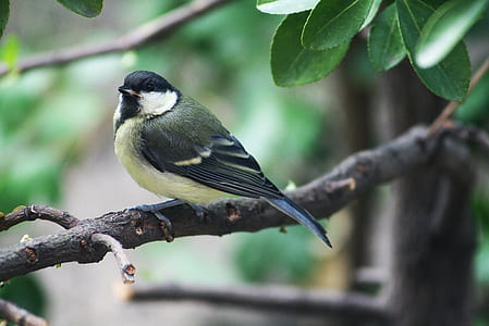 green and yellow bird perching on brown branch in close-up photography thumbnail