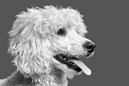 grayscale view of adult standard poodle thumbnail