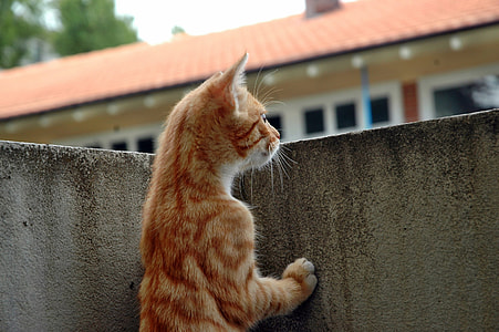 orange tabby cat standing beside wall thumbnail