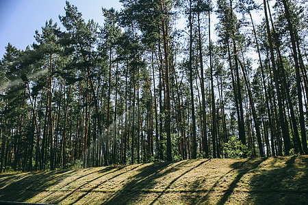 Pine trees in a wood with dappled sunlight thumbnail