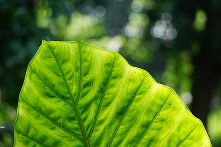 selective focus photo of green leaf plant thumbnail