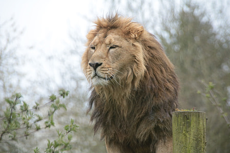 Lion photo thumbnail