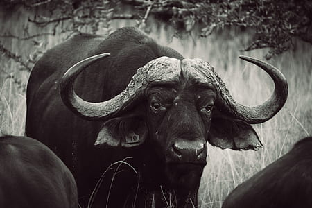 water buffalo thumbnail
