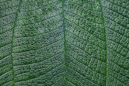 green leaf thumbnail