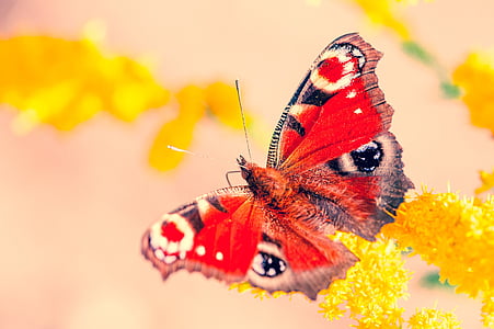 selective focus photography of peacock butterfly perched on yellow petaled flower thumbnail