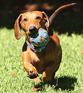 photo of red smooth dachshund on grass field thumbnail