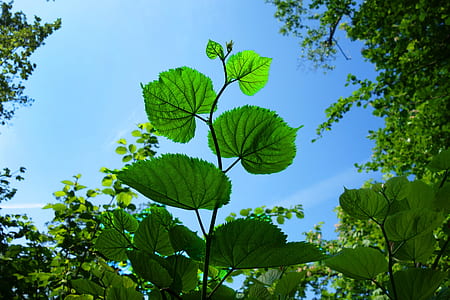 low angle photography of green leafed plants thumbnail