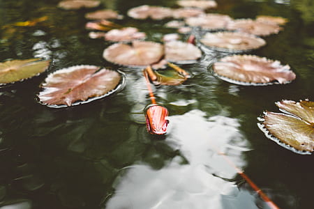 brown water lilies on body of water photo thumbnail