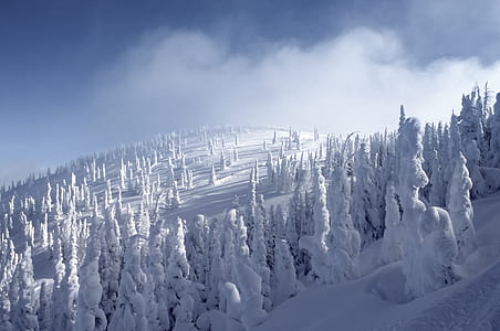 snow covering pine trees thumbnail