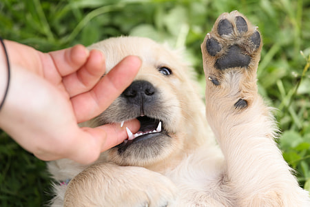 person index finger inside the mouth of brown short coated puppy thumbnail