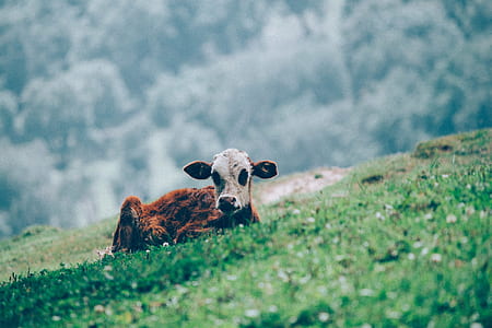 brown and white cattle sitting on green field selective-focus photography thumbnail