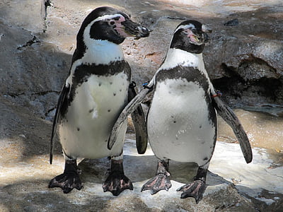 photo of black-and-white penguins thumbnail
