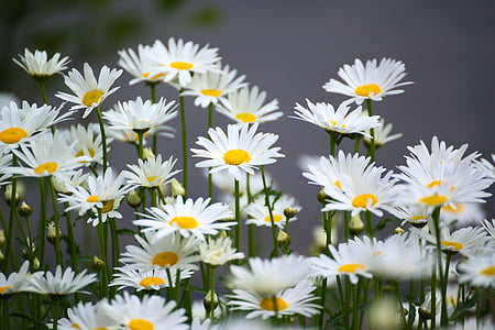 bed of white-and-yellow daisy flowers thumbnail