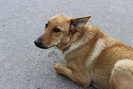 short-coated brown dog resting on concrete road thumbnail