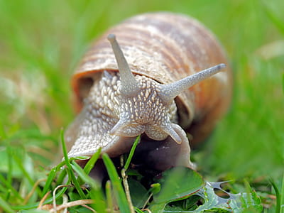brown snail on grass thumbnail