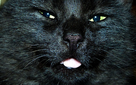 closeup photography of black cat face thumbnail