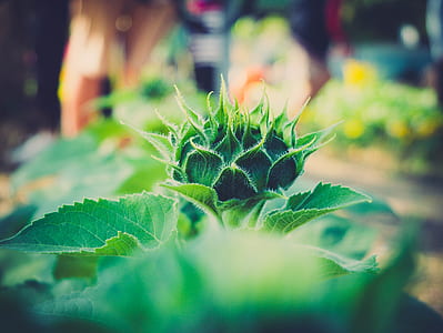 green leafed plant thumbnail