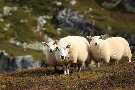 three beige sheep standing on ground thumbnail