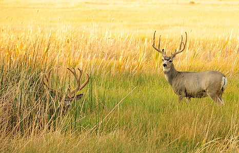 two brown deers on grass field during daytime thumbnail