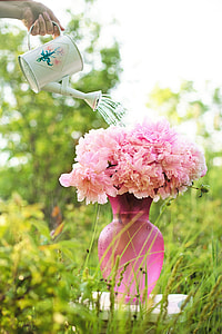 person holding watering can and pink flowers with pink glass vase at daytime thumbnail