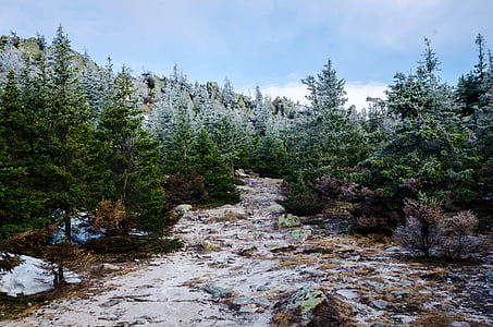 snow capped pine trees at daytime thumbnail