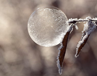 shallow focus photography of ice frost at the leaf thumbnail