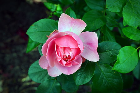 close up photography of pink rose flower thumbnail