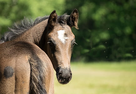 brown horse near green leafed trees thumbnail