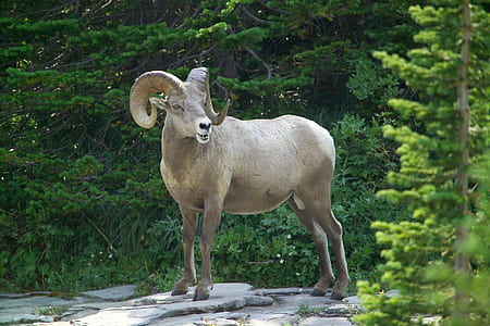 white ram surrounded green leafed trees thumbnail