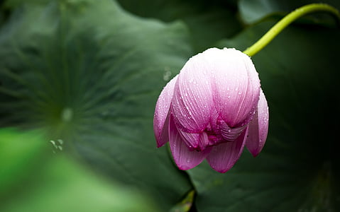 selectorized photography of pink petaled flower thumbnail