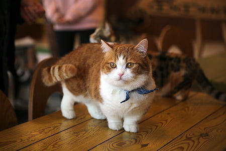 selective focus photography of short furry orange cat on table thumbnail