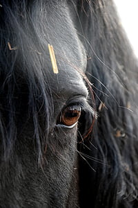 friese, horse, eye, head, black, one animal thumbnail