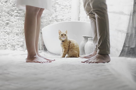 orange tabby cat near man and woman in white wall paint room thumbnail