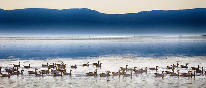 flock of swans on body of water thumbnail