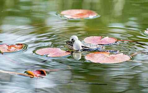 shallow focus photography of frog in body of water thumbnail