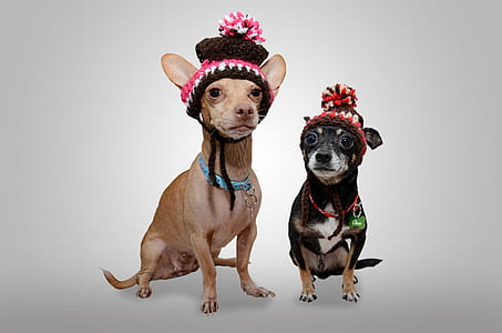 two brown and black chihuahua on white surface thumbnail