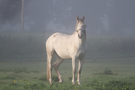 white horse on grass field thumbnail
