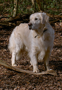 adult cream golden retriever standing on ground thumbnail