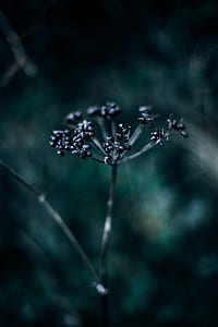 black petaled flower thumbnail