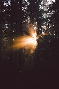 dark forest photography thumbnail