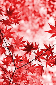 red maple leaves thumbnail