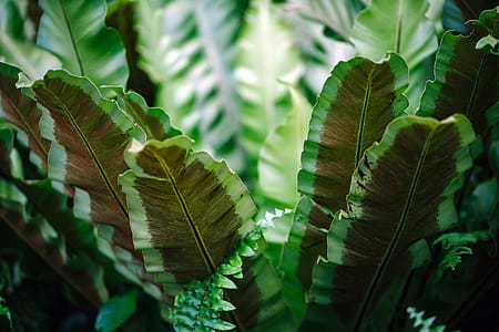Close-up Photograph of Green Leafed Plant thumbnail