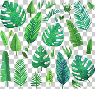 Watercolor painting Leaf, Watercolor green coniferous plants, assorted leaf illustration PNG clipart