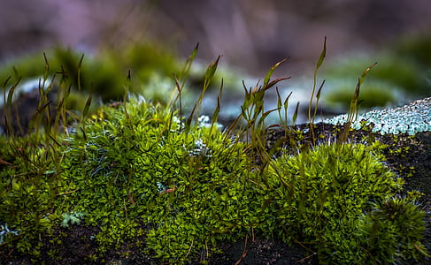 green plants thumbnail