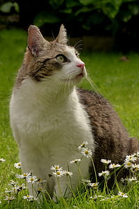 gray and white cat on garden thumbnail