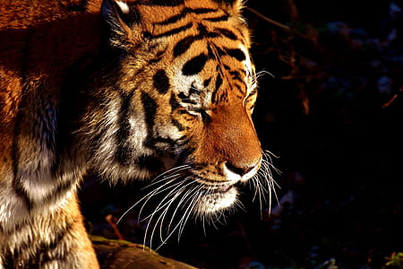 closeup photography of tiger during daytime thumbnail